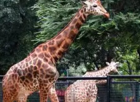 英语作文atthezoo50个单词左右