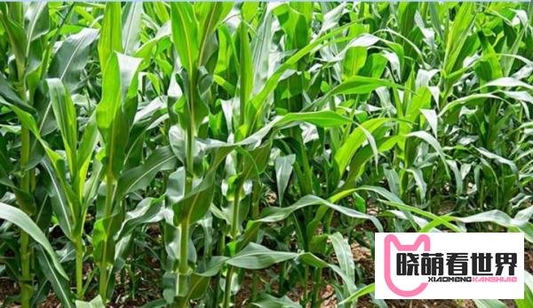 大旱会引发粮价、菜价上涨吗?