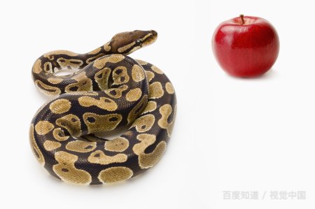 为什么要用蛇sarff这个英文名字？