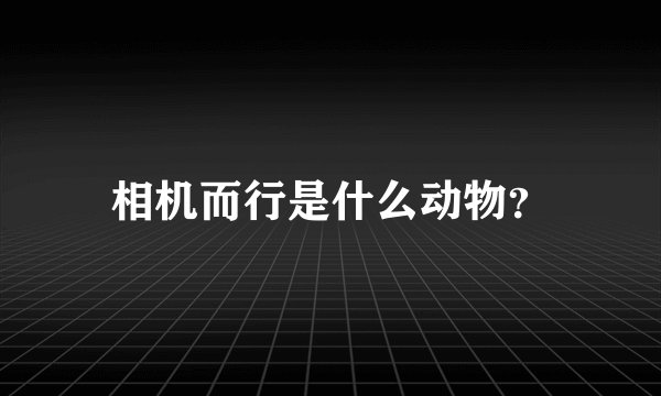 相机而行是什么动物？