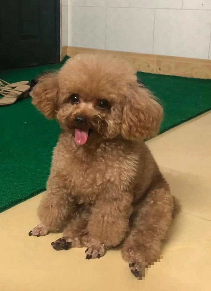 我和泰迪做了会怎样