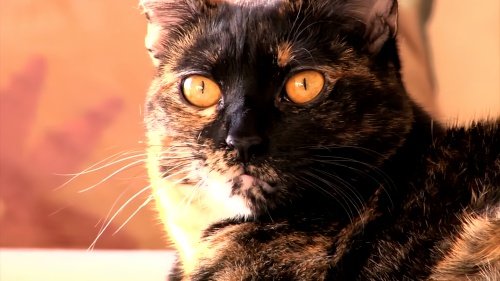 玳瑁猫价位大概多少元一只