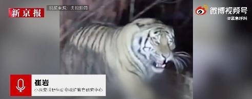 麻醉人员讲述围捕东北虎细节 这是咋情况？