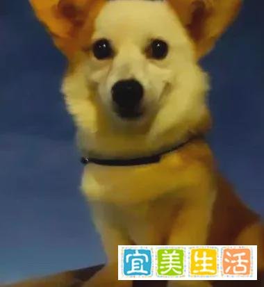 全网在寻找的“洗衣机柯基”，目前有了重大进展！