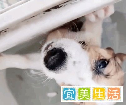 全网在寻找的“洗衣机柯基”，目前有了重大进展！