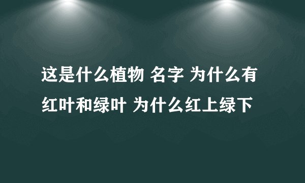这是什么植物 名字 为什么有红叶和绿叶 为什么红上绿下