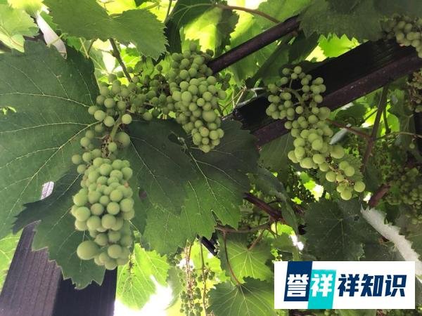 王子陶第141天——记儿子的二三趣事