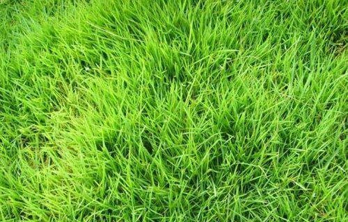 油草是什么草