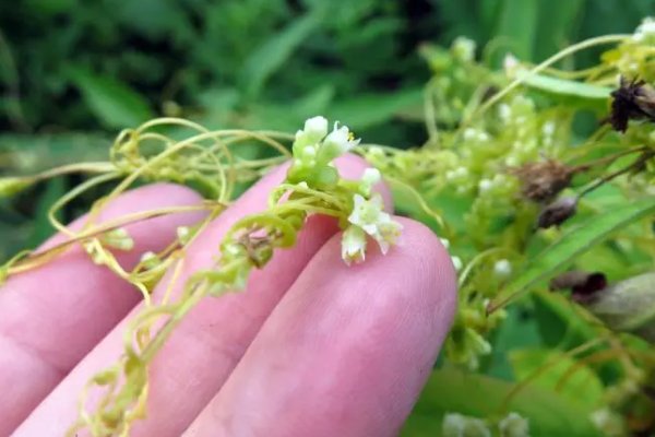 什么是菟丝花？