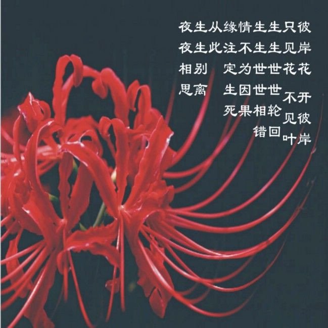 “彼岸花开”是什么意思？