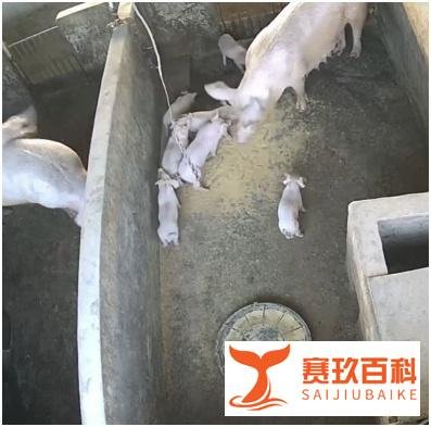 两只小猪打架猪妈妈出手制止