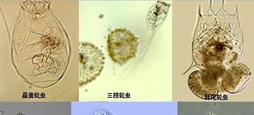 褶皱臂尾轮虫的培养方法