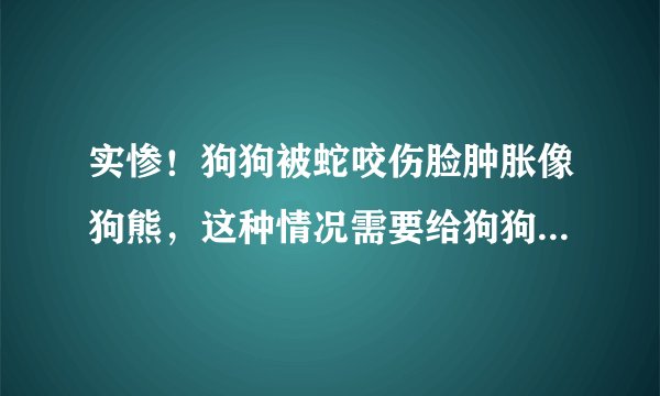 实惨！狗狗被蛇咬伤脸肿胀像狗熊，这种情况需要给狗狗打血清吗？