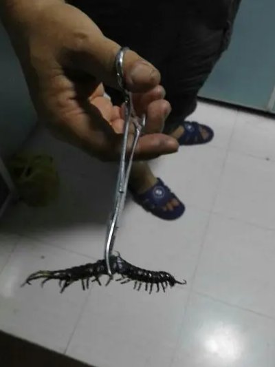 蜈蚣可以从下水道里爬出来吗？
