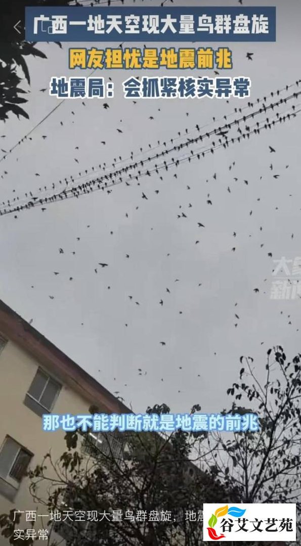 大量鸟类在天空盘踞是地震前兆？地震局辟谣