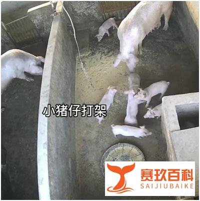 两只小猪打架猪妈妈出手制止