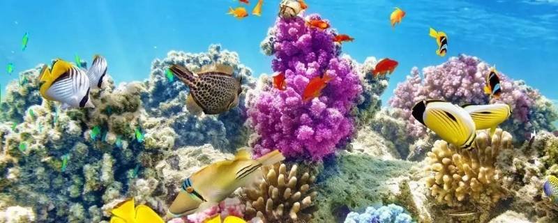 海里的动植物材料有哪些