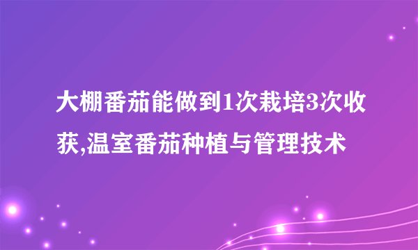 大棚番茄能做到1次栽培3次收获,温室番茄种植与管理技术