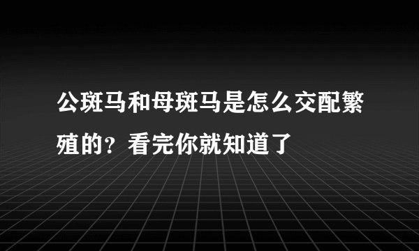 公斑马和母斑马是怎么交配繁殖的？看完你就知道了