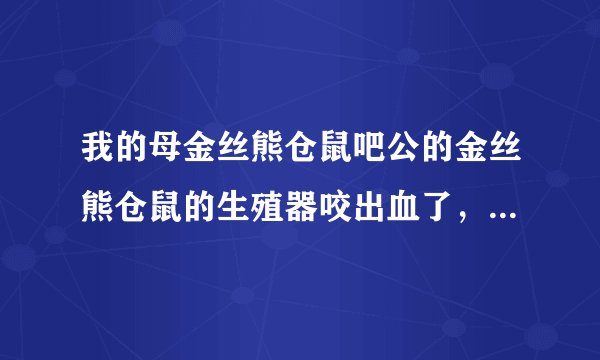 我的母金丝熊仓鼠吧公的金丝熊仓鼠的生殖器咬出血了，流了好多……公仓鼠要死了
