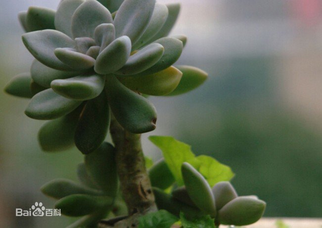 请问这是什么花？东北叫看青，不知道学名是什么