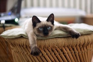 网上养宠物竟能赚钱,如何看待网上养宠物的这种做法?