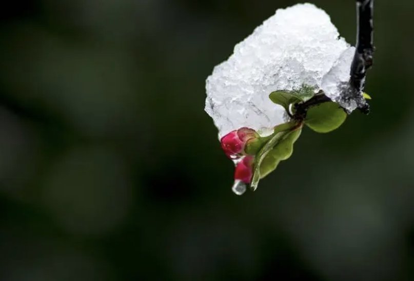 小雪的嫩苞是什么形容的？