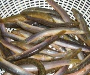 有哪些食物让你感到残忍？