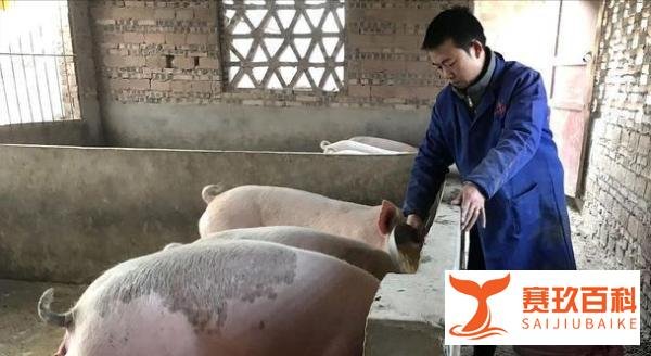 猪肉价格连续下降，还能回到十几元一斤的时代吗？统计局回应了