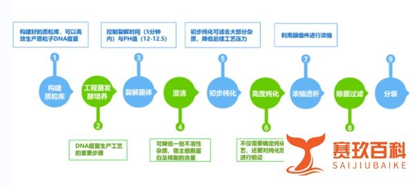 mRNA疫苗火了,DNA疫苗你知道多少?