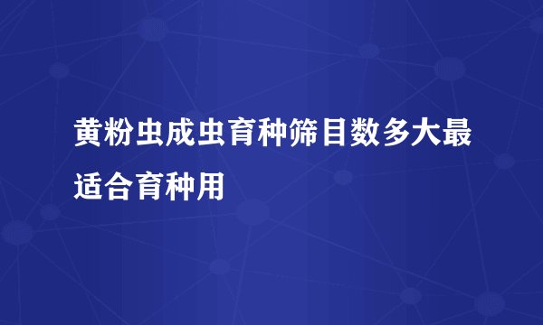 黄粉虫成虫育种筛目数多大最适合育种用