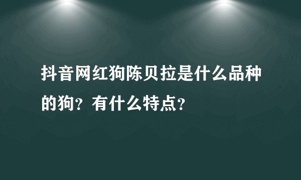 抖音网红狗陈贝拉是什么品种的狗？有什么特点？