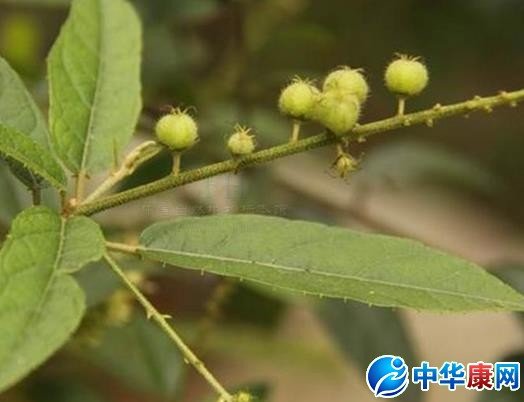 小叶双眼龙的各家论述