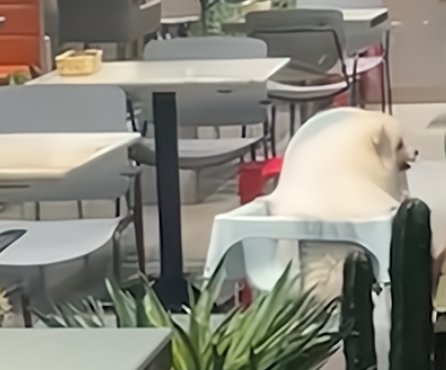 狗狗进饭店，还站在婴儿座椅里进食，该店的卫生问题值得相信吗？