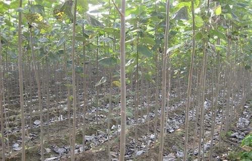杨树可以嫁接什么树