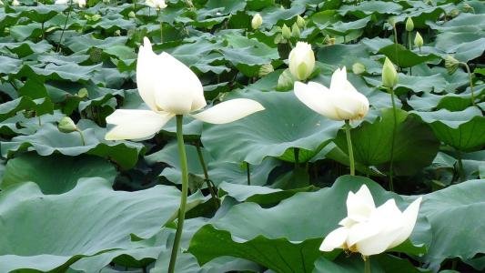 小池这首诗描写的是什么季节什么地方的景色