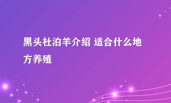黑头杜泊羊介绍 适合什么地方养殖