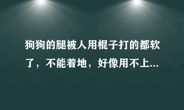狗狗的腿被人用棍子打的都软了，不能着地，好像用不上力气，这是怎么