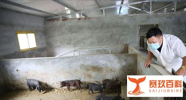 猪肉价格连续下降，还能回到十几元一斤的时代吗？统计局回应了