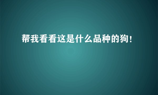 帮我看看这是什么品种的狗!