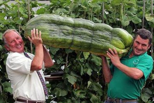 日本巨型油菜重达6.2公斤，巨型油菜就一定比普通油菜好吃又营养吗？