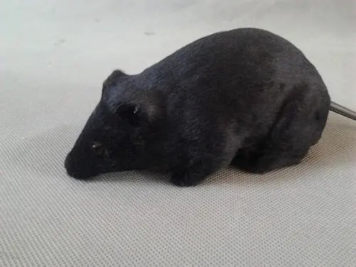 广州一高校食堂档口惊现一老鼠淡定擦嘴,这老鼠从何而来?