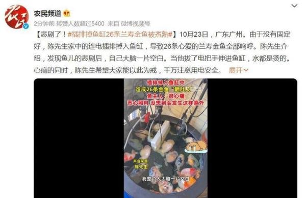 电插排掉进鱼缸 26条金鱼被煮熟 这是咋情况?