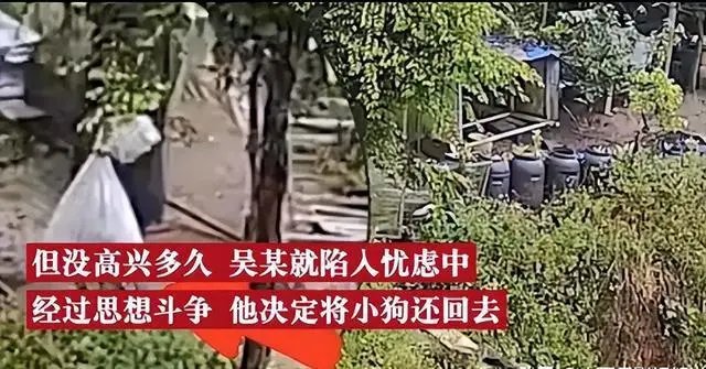 金华一小奶狗太可爱男子偷3只后自首，作案后自首会被从轻处罚吗？