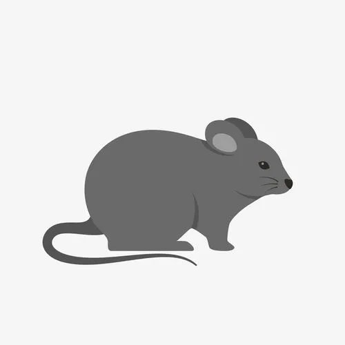 广州一高校食堂档口惊现一老鼠淡定擦嘴,这老鼠从何而来?