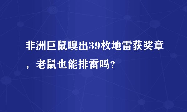非洲巨鼠嗅出39枚地雷获奖章，老鼠也能排雷吗？