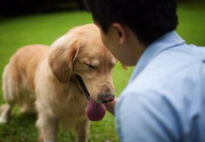 狗狗“低头认错”的6个行为，看看你家狗子是哪一种？