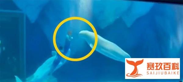 海洋公园回应工作人员拳打白鲸