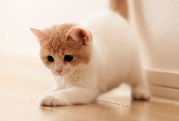 高校大爷训话猫咪要做有礼貌的猫,大学里的动物为何这么神奇?