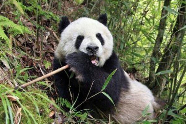 秦岭大熊猫上树折樱桃花,秦岭大熊猫与四川大熊猫有什么区别?